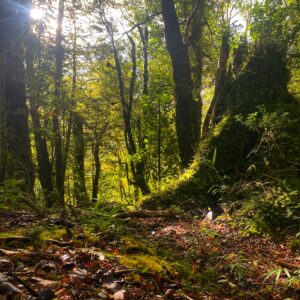 Reserva 2da Línea / orilla de río